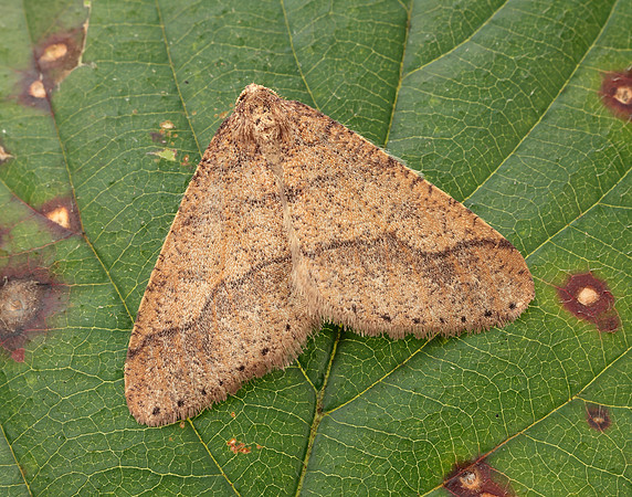 70.255 BF1934 Dotted Border Agriopis marginaria
