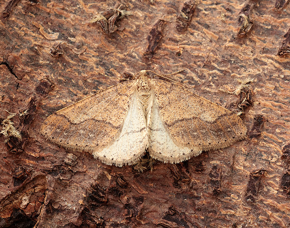 70.255 BF1934 Dotted Border Agriopis marginaria