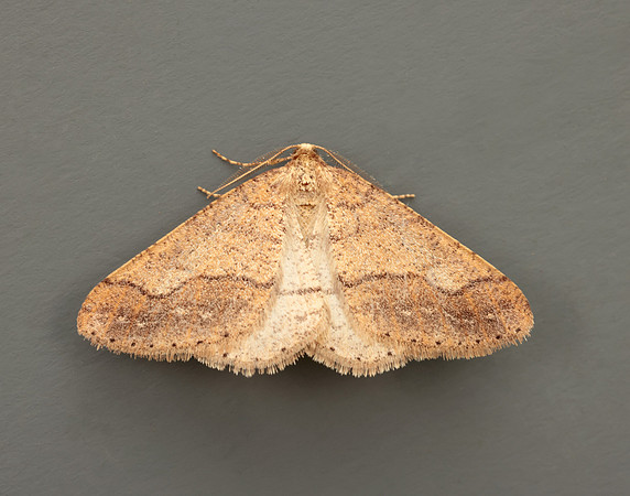 70.255 BF1934 Dotted Border Agriopis marginaria