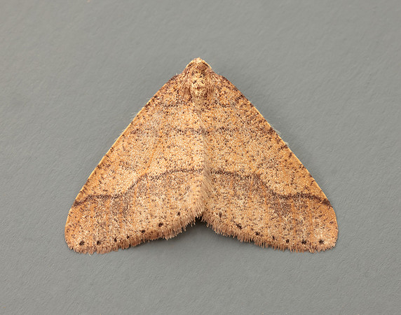 70.255 BF1934 Dotted Border Agriopis marginaria