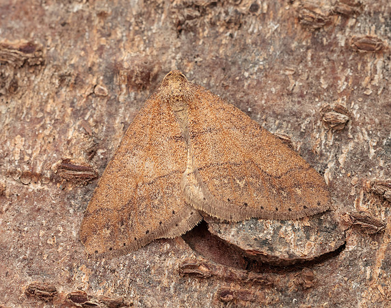70.255 BF1934 Dotted Border Agriopis marginaria
