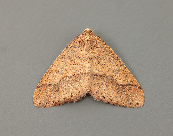70.255 BF1934 Dotted Border Agriopis marginaria
