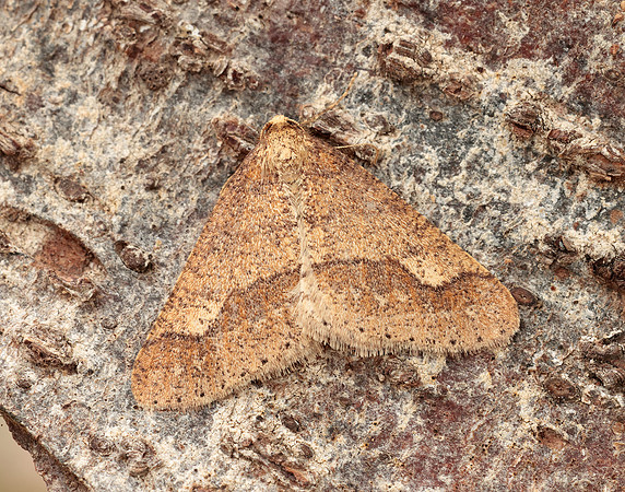 70.255 BF1934 Dotted Border Agriopis marginaria