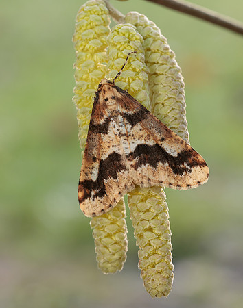 70.256 BF1935 Mottled Umber Erannis defoliaria
