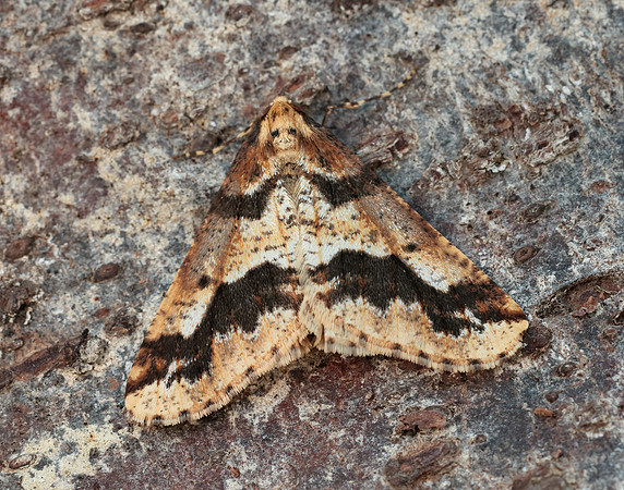 70.256 BF1935 Mottled Umber Erannis defoliaria
