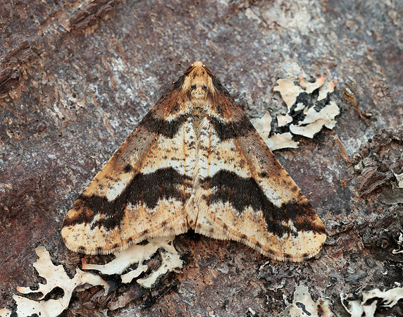 70.256 BF1935 Mottled Umber Erannis defoliaria