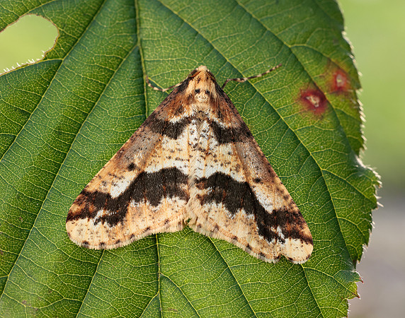 70.256 BF1935 Mottled Umber Erannis defoliaria