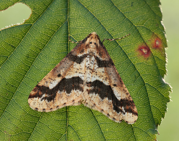 70.256 BF1935 Mottled Umber Erannis defoliaria