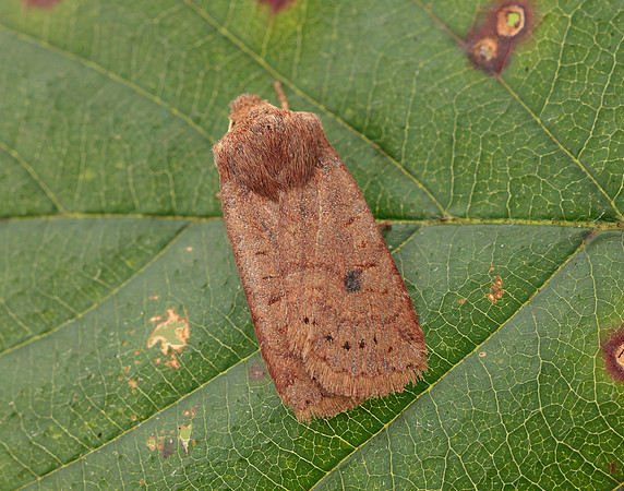 73.194 BF2258 Chestnut Conistra vaccinii