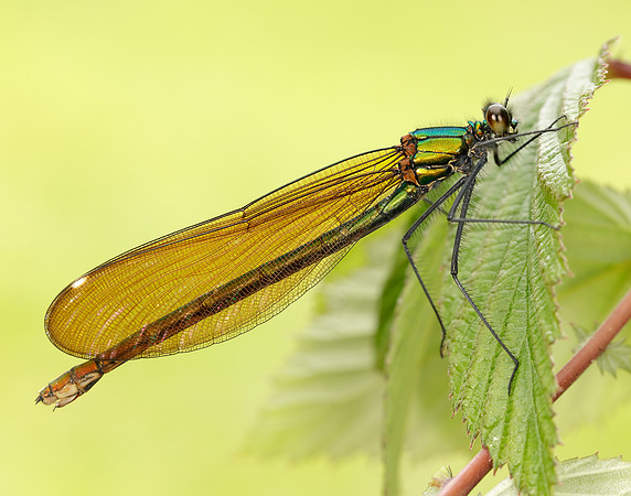 Beautiful Demoiselle Calopteryx virgo