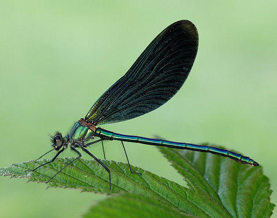 Beautiful Demoiselle Calopteryx virgo