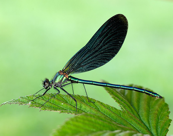 Beautiful Demoiselle Calopteryx virgo