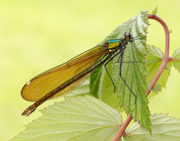 Beautiful Demoiselle Calopteryx virgo