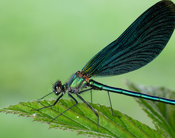 Beautiful Demoiselle Calopteryx virgo