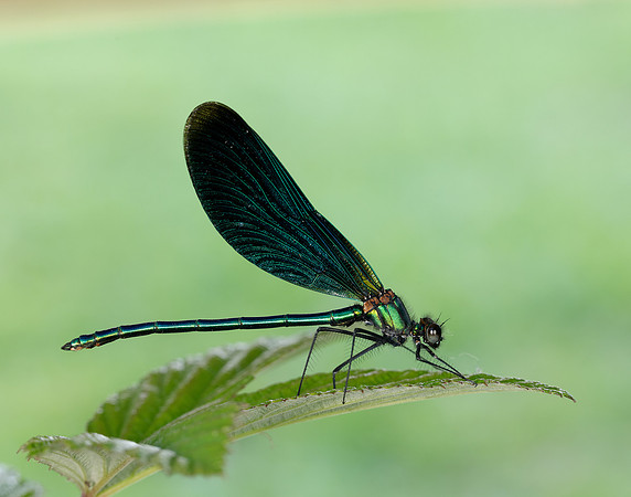 Beautiful Demoiselle Calopteryx virgo