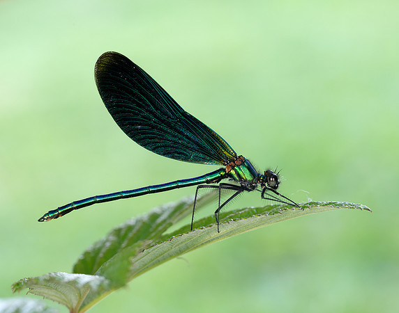 Beautiful Demoiselle Calopteryx virgo