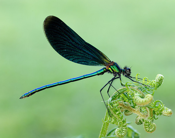 Beautiful Demoiselle Calopteryx virgo
