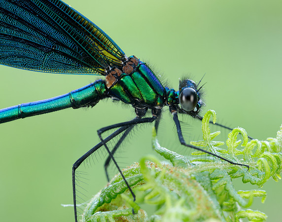 Beautiful Demoiselle Calopteryx virgo