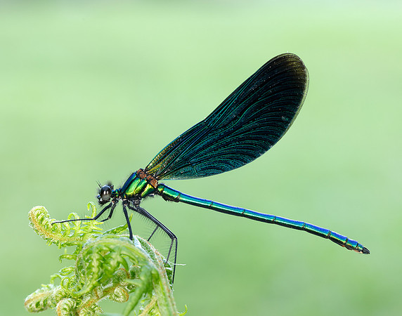Beautiful Demoiselle Calopteryx virgo