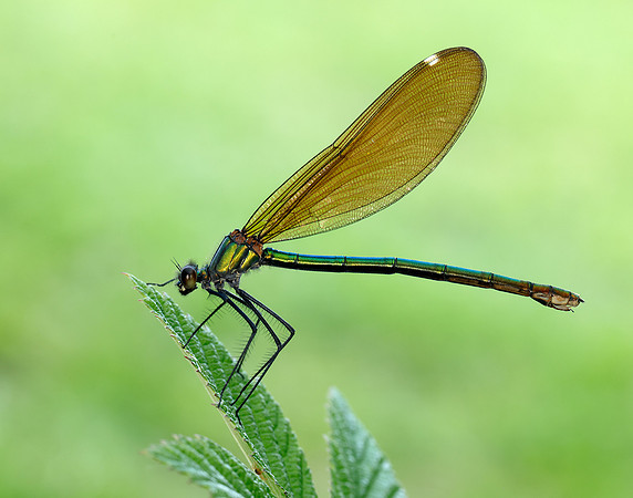 Beautiful Demoiselle Calopteryx virgo