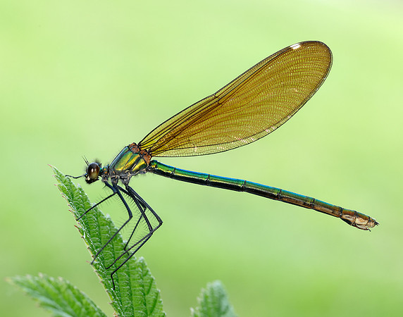 Beautiful Demoiselle Calopteryx virgo