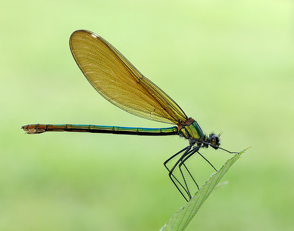Beautiful Demoiselle Calopteryx virgo