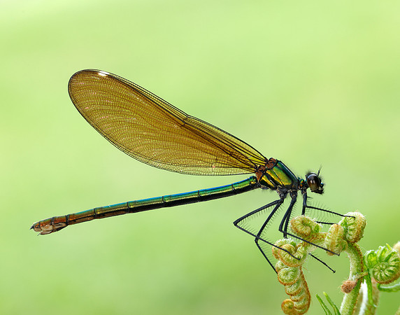 Beautiful Demoiselle Calopteryx virgo