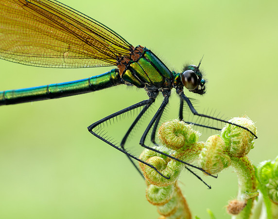 Beautiful Demoiselle Calopteryx virgo