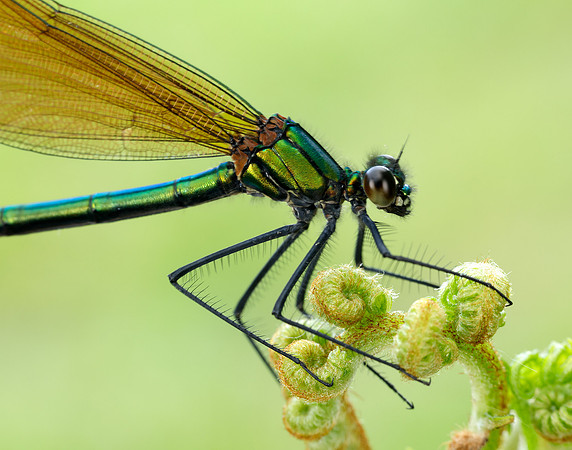 Beautiful Demoiselle Calopteryx virgo