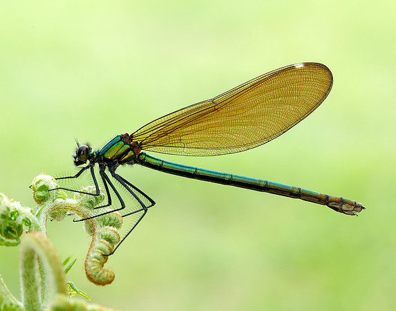 Beautiful Demoiselle Calopteryx virgo