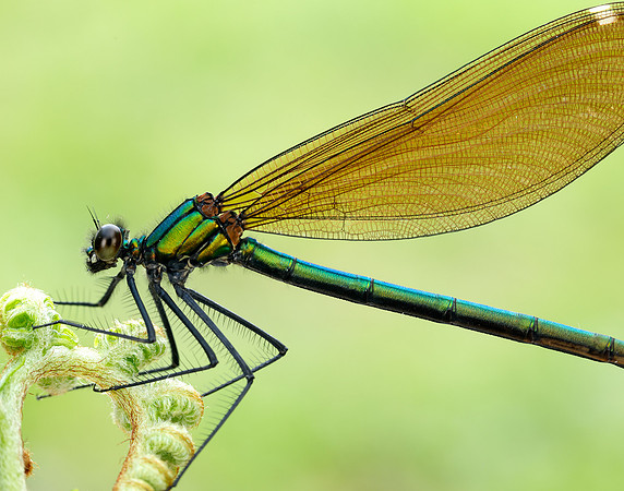 Beautiful Demoiselle Calopteryx virgo