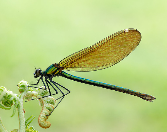 Beautiful Demoiselle Calopteryx virgo