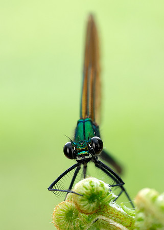 Beautiful Demoiselle Calopteryx virgo