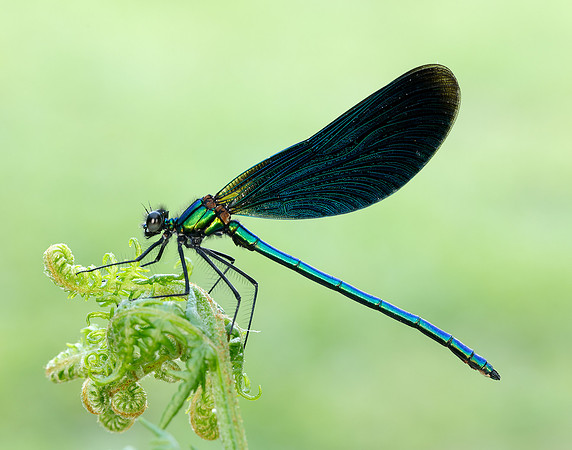 Beautiful Demoiselle Calopteryx virgo