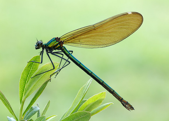 Beautiful Demoiselle Calopteryx virgo