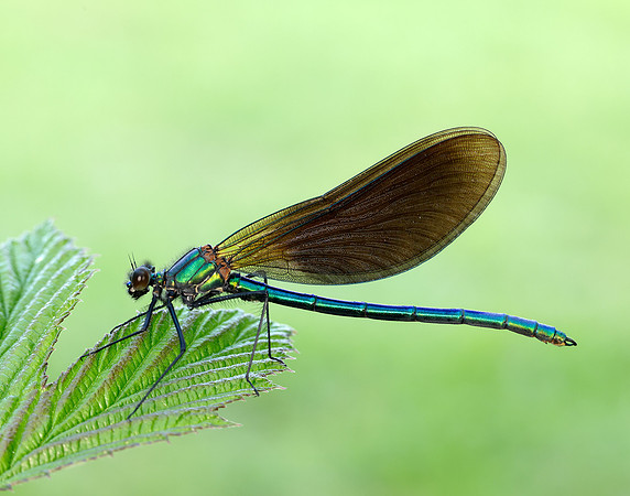 Beautiful Demoiselle Calopteryx virgo