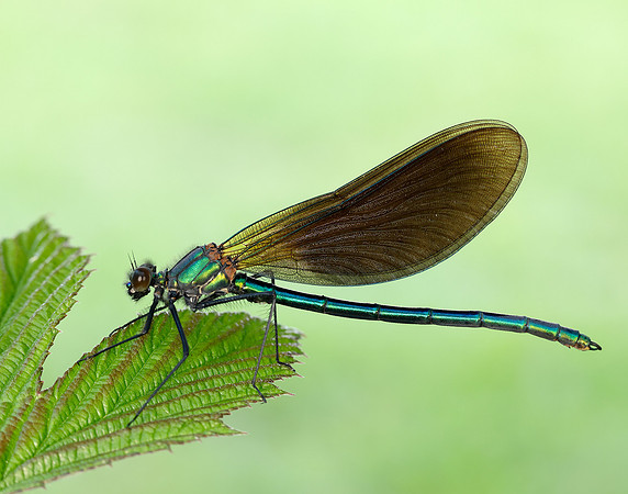 Beautiful Demoiselle Calopteryx virgo