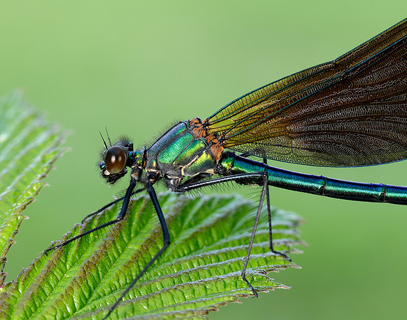Beautiful Demoiselle Calopteryx virgo