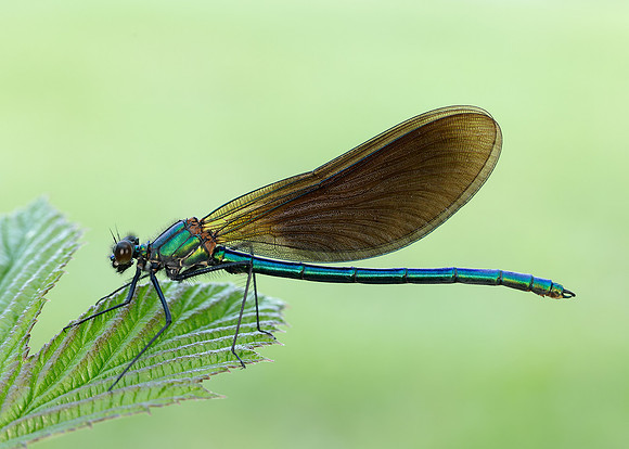 Beautiful Demoiselle Calopteryx virgo