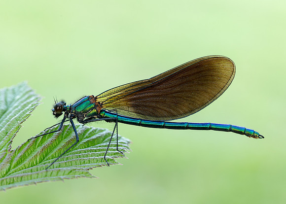 Beautiful Demoiselle Calopteryx virgo