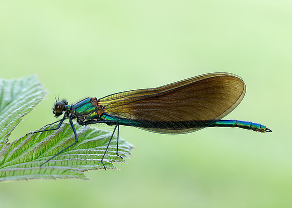 Beautiful Demoiselle Calopteryx virgo