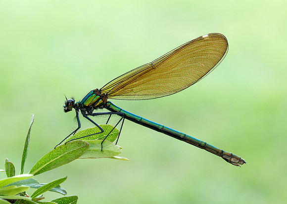 Beautiful Demoiselle Calopteryx virgo