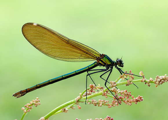 Beautiful Demoiselle Calopteryx virgo