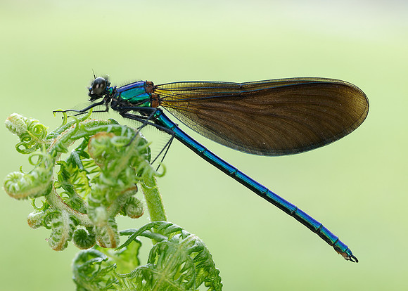 Beautiful Demoiselle Calopteryx virgo