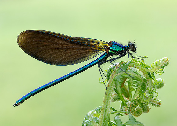 Beautiful Demoiselle Calopteryx virgo
