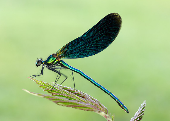 Beautiful Demoiselle Calopteryx virgo