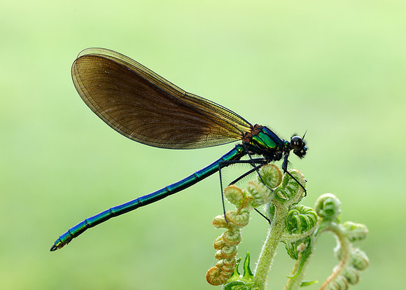Beautiful Demoiselle Calopteryx virgo