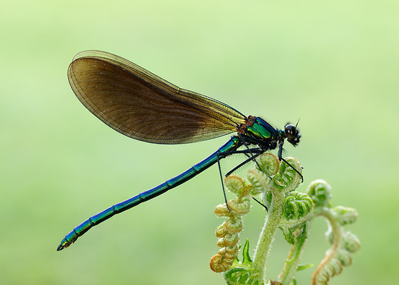 Beautiful Demoiselle Calopteryx virgo