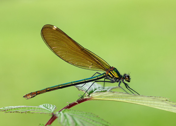 Beautiful Demoiselle Calopteryx virgo