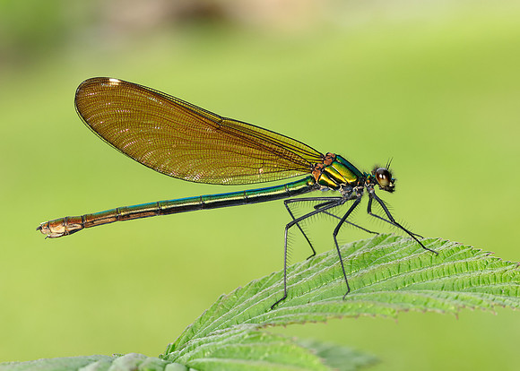 Beautiful Demoiselle Calopteryx virgo